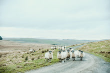 Load image into Gallery viewer, Scottish Sheep - Canvas Print

