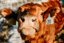 Load image into Gallery viewer, Nosy Cow - Canvas Print
